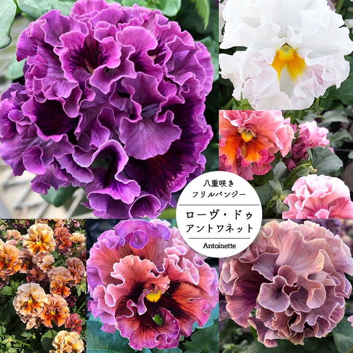 パンジー 苗 ローヴ・ドゥ・アントワネット MIX 4苗セット 八重咲き