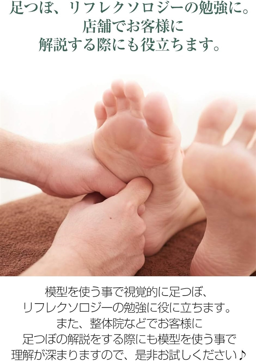 足つぼ 模型 足つぼマッサージ 体系的に覚えるツボグッズ 足裏