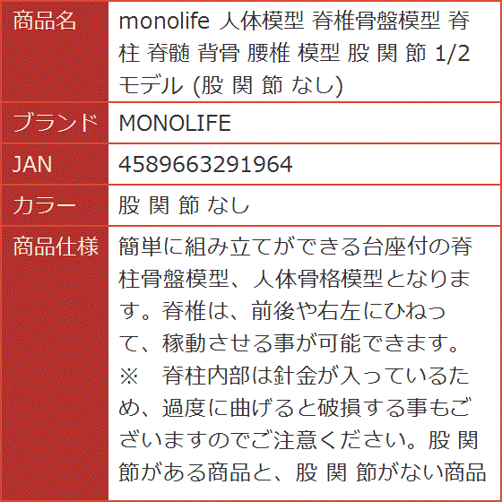 人体模型 脊椎骨盤模型 脊柱 脊髄 背骨 腰椎 股 関 節 1/2 モデル なし