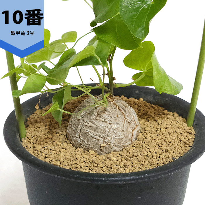 亀甲竜 3号 プラ鉢 アフリカ 鉢 ディオスコレア エレファンティぺス