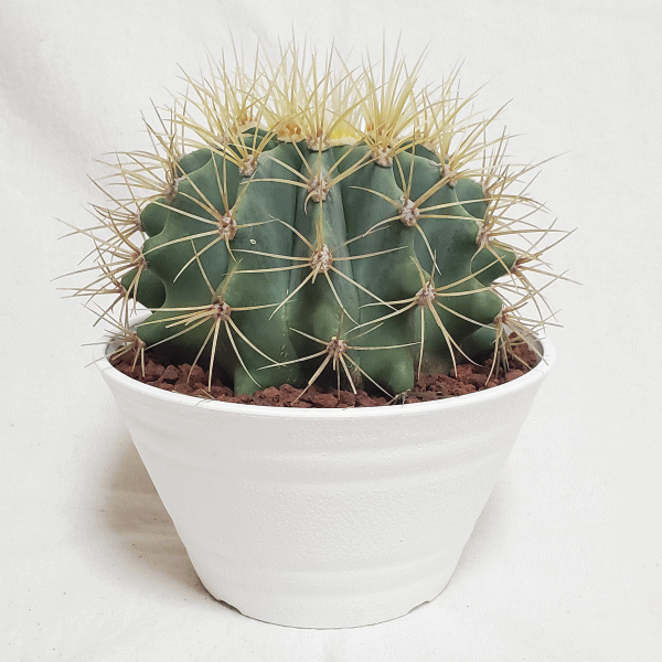 サボテン 王冠竜 5号 セラアート鉢 種類 一覧 丸 鉢 土 種 フェロ