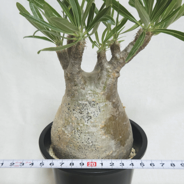 パキポディウム グラキリス 4号 プラ鉢 コーデックス 塊根 珍奇