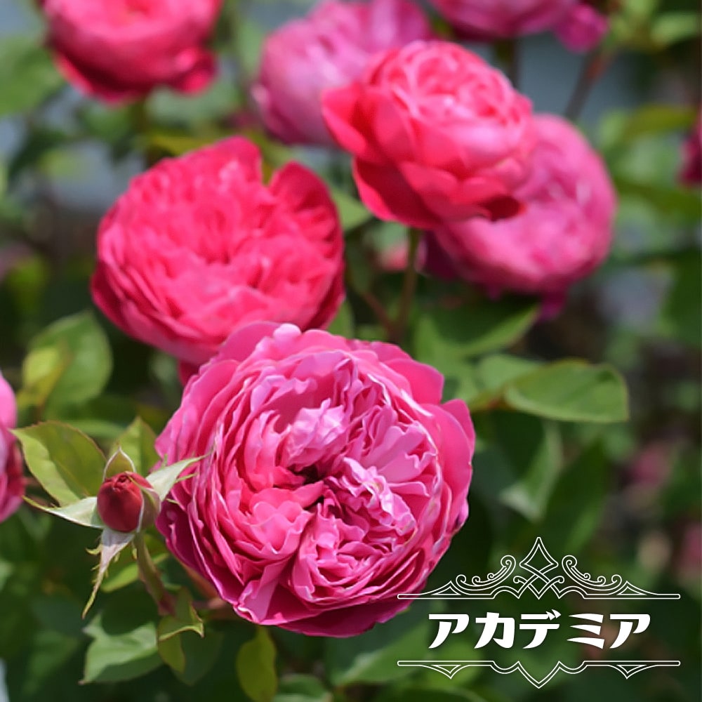 四季咲き強香バラ苗 アカデミア 2年生大苗 6号ポット : 苗木部 花