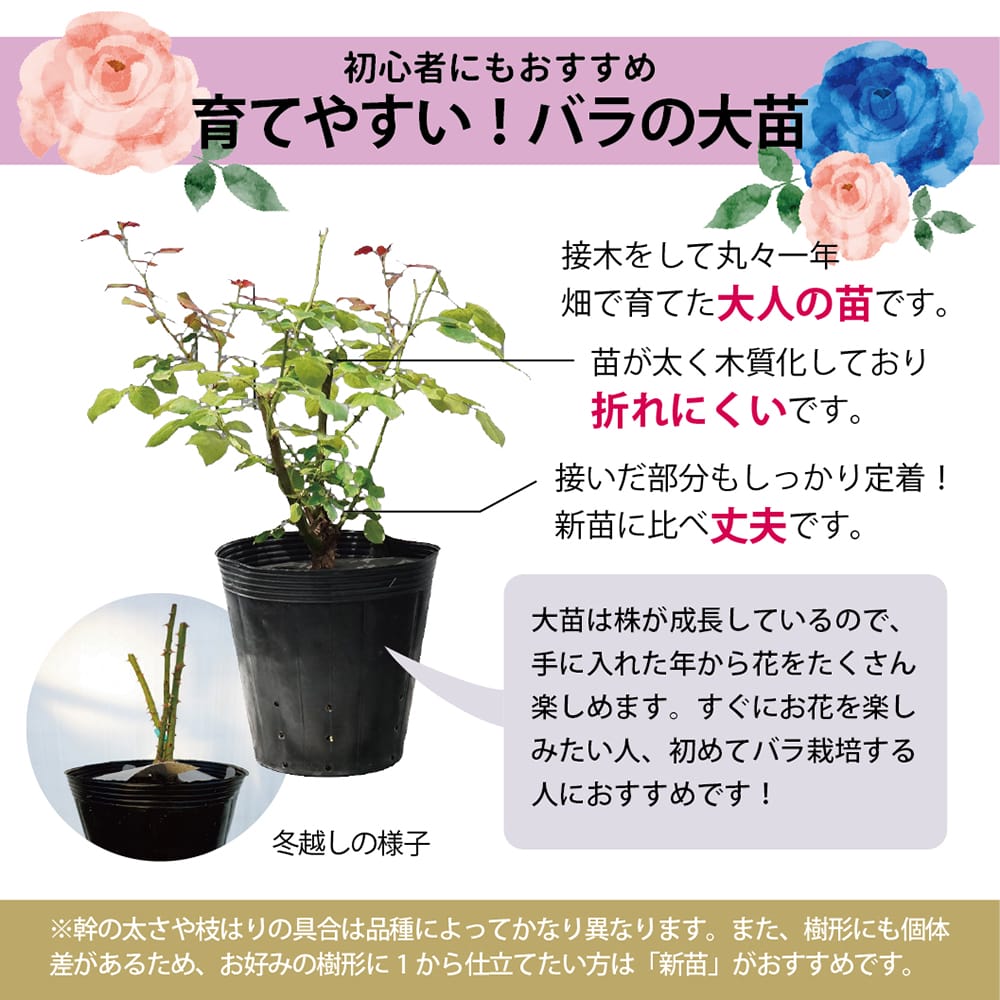 四季咲き半つるバラ アミ ロマンティカ 2年生大苗 : 苗木部 花ひろば