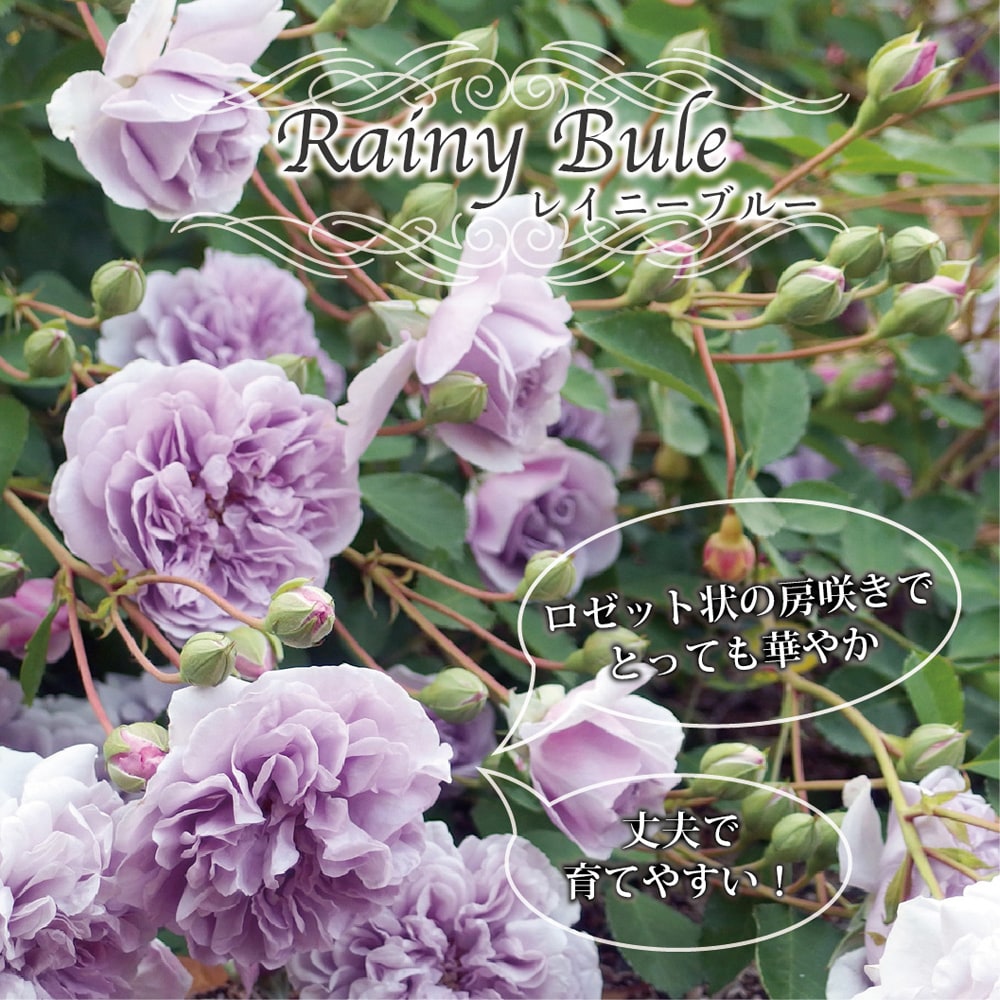 四季咲き半つるバラ レイニーブルー 3年生長尺1.2m苗 大型宅配便・大