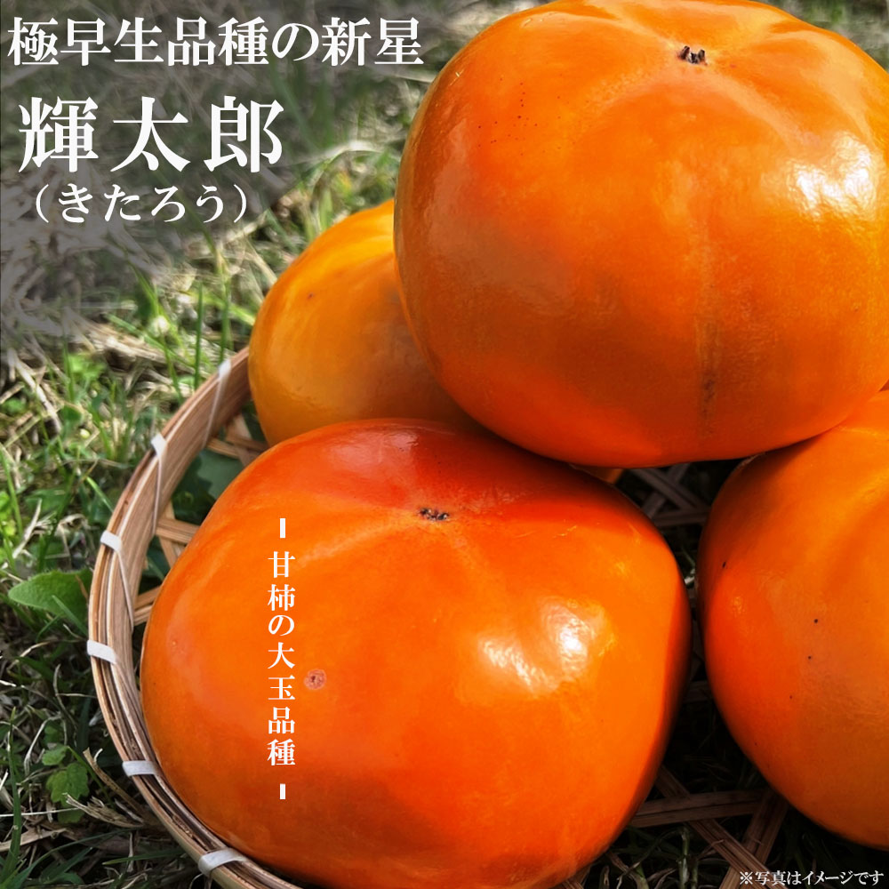 柿の苗木 輝太郎 （きたろう） 完全甘柿 3年生接木苗 登録品種・品種