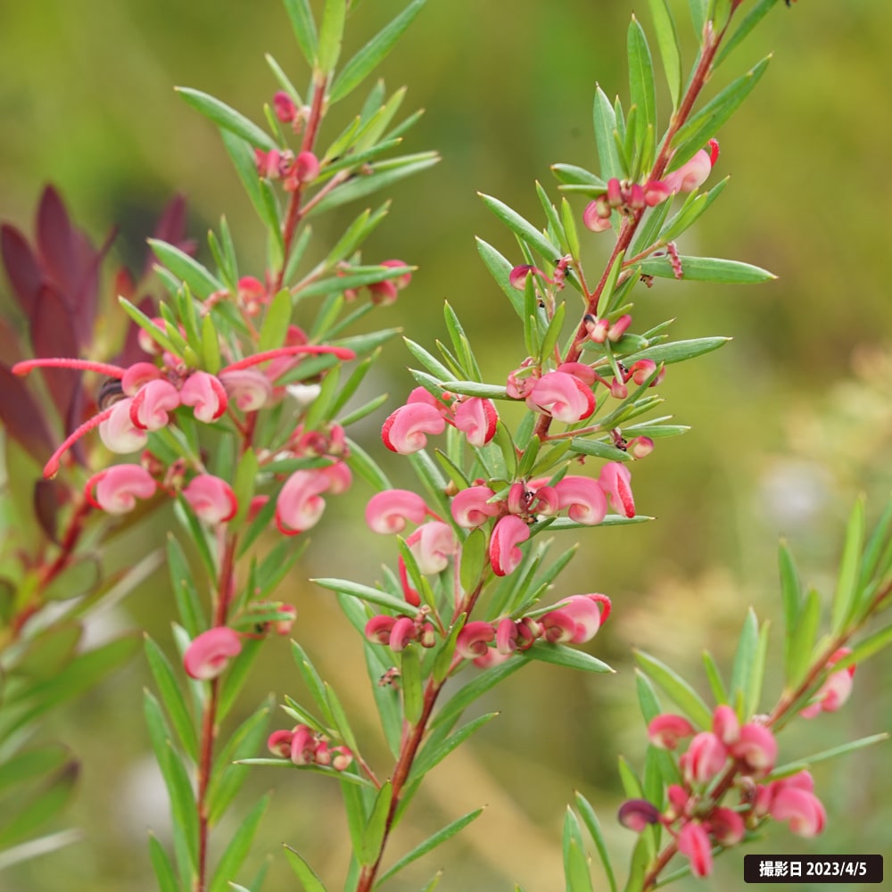 花芽つき グレビレア ジョン エバンス 6号鉢植え : 苗木部 花ひろば