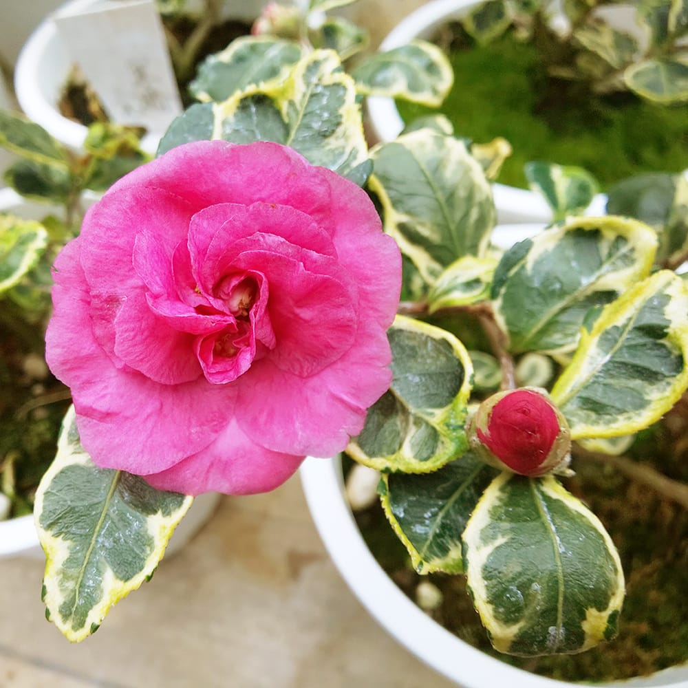 ハナヒロバリュー ツバキ 寒椿 三光フクリンコンペ斑 3.5号ポット苗