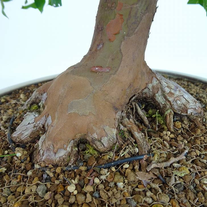 盆栽 姫沙羅 樹高 約33cm ひめしゃら 高級盆栽 Stewartia monadelpha