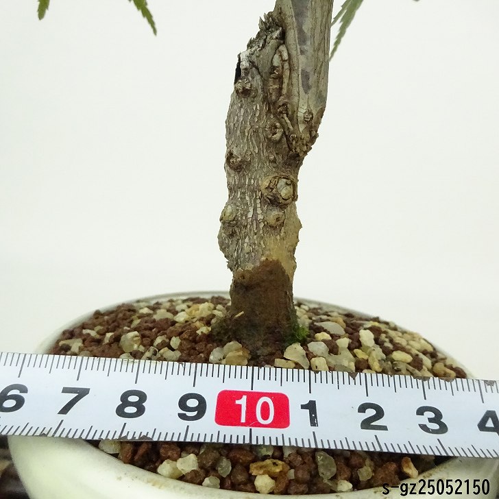 盆栽 紅葉 出猩々 樹高 約18〜19cm もみじ Acer palmatum モミジ