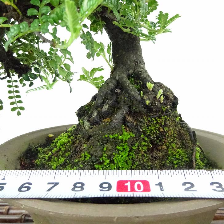 盆栽 磯山椒 樹高 約13〜14cm いそざんしょう イソザンショウ バラ科