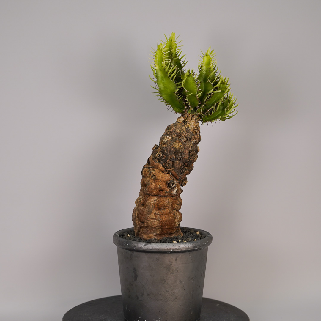 F12 ユーフォルビア ムランジーナ 発根済み 現地球 : SWAG GEAR ヤフー