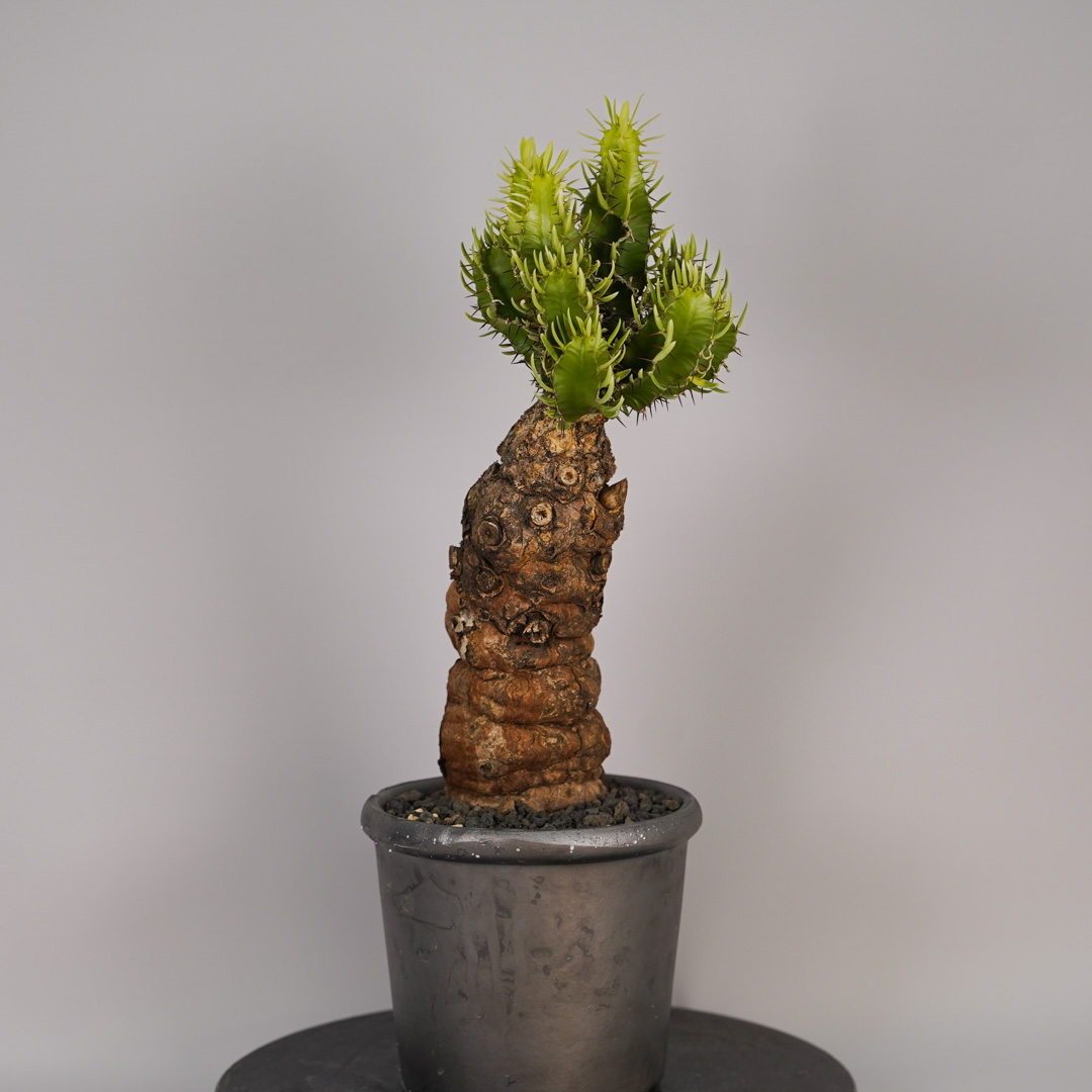 F12 ユーフォルビア ムランジーナ 発根済み 現地球 : SWAG GEAR ヤフー