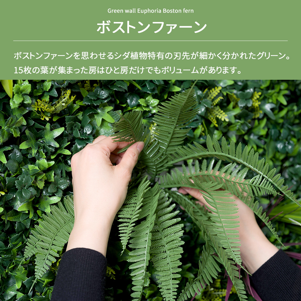 岡山 2日間限定価格 引き取り限定 特大 シダ ボストンファーン 観葉