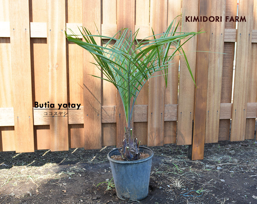 ココスヤシ ヤタイヤシ ドライガーデン シンボルツリー 南国 常緑