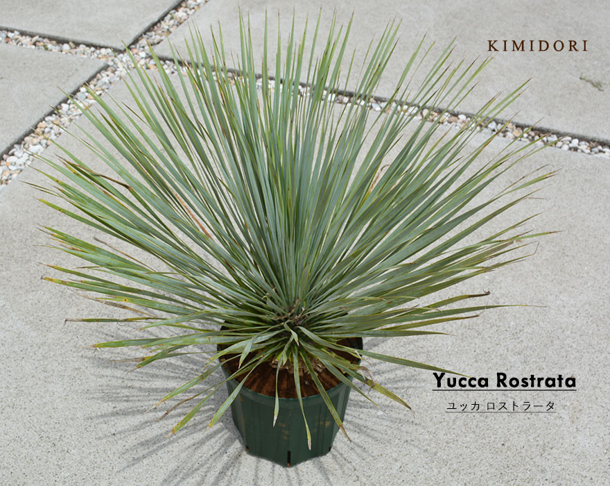 ロストラータ ユッカ 常緑 観葉植物 耐寒性 ドライガーデン シンボル