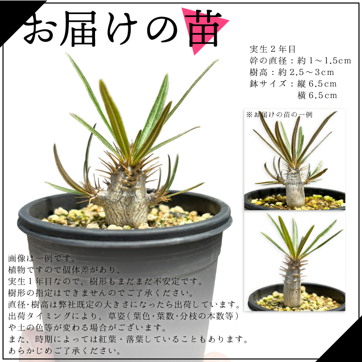 パキポディウム グラキリス 実生2年目 2.5号鉢 塊根植物 コーデクッス