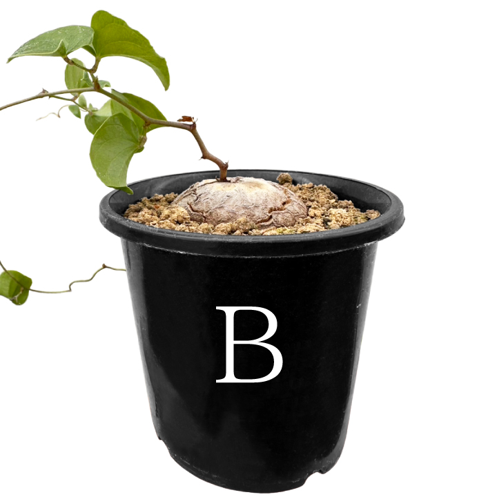 送料無料 亀甲竜 ディオスコレア・エレファンティペス 実生3年目3号