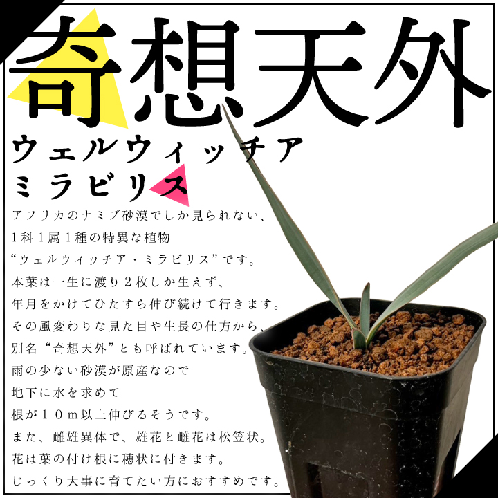 送料無料 奇想天外 ウェルウィッチア・ミラビリス 実生1年目 3号ロング