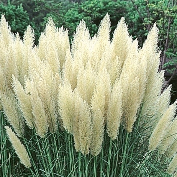 パンパスグラス 苗 ホワイト 1株 国華園 : 花と緑 国華園 - 通販