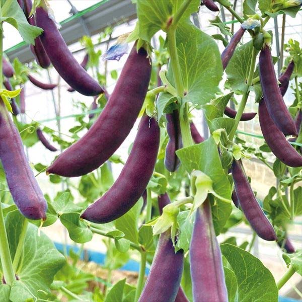 種 野菜たね マメ エンドウ パープルスナップ（R） 藤姫 品種登録出願