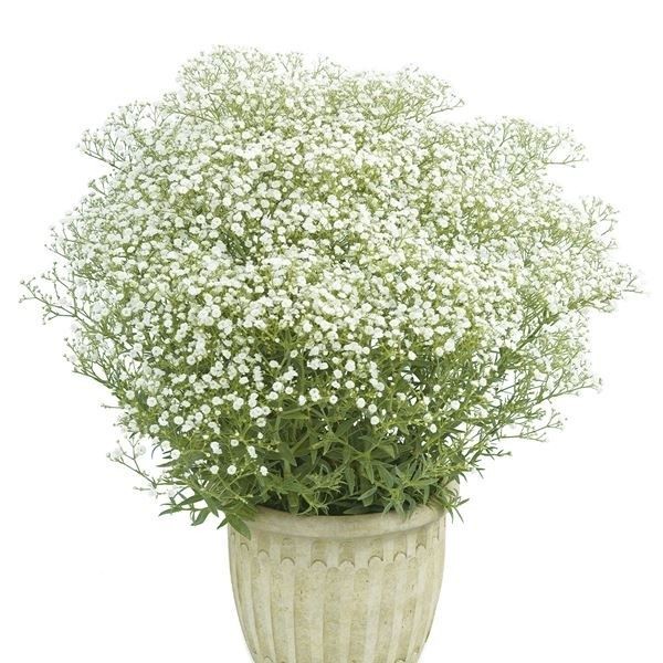 花苗 宿根カスミソウ フェスティバル ホワイト 2株 : 花と緑 国華園