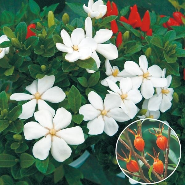 クチナシ 苗 苗木 実成りクチナシ 2株 / 庭木 植木 花木苗 梔子苗 梔子