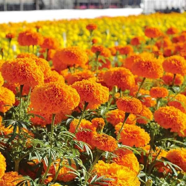 種 花たね マリーゴールド F1チェディ オレンジ 1袋(25粒) : 花と緑 国