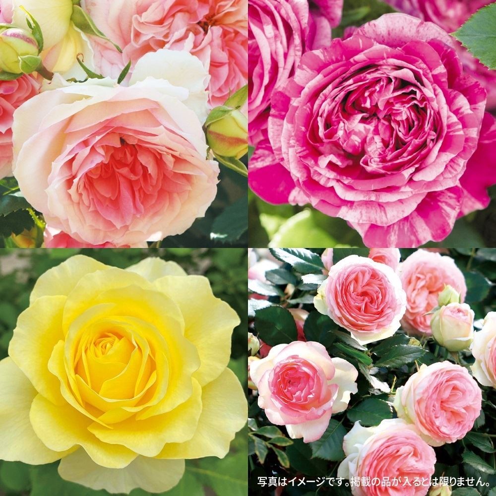 バラ 苗 つるバラ新苗福袋（品種見計らい） 3株 送料無料 薔薇苗 花木