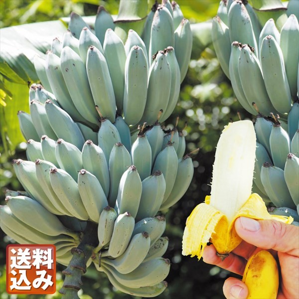 果樹苗 耐寒性バナナ アイスクリームバナナ 1株 送料込み : 花と緑 国