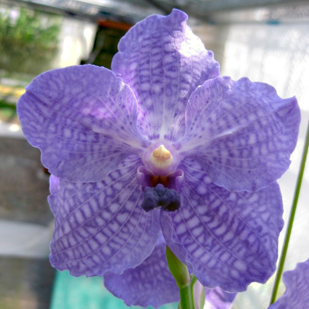 ラン苗 バンダ ヴィチャイ×V.セルレア 開花見込み株 1株 洋蘭 洋ラン