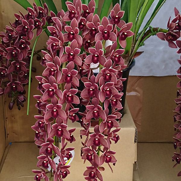 フォアゴットンフルーツ。花芽合計19個。5鉢セット。蜜蜂誘引蘭