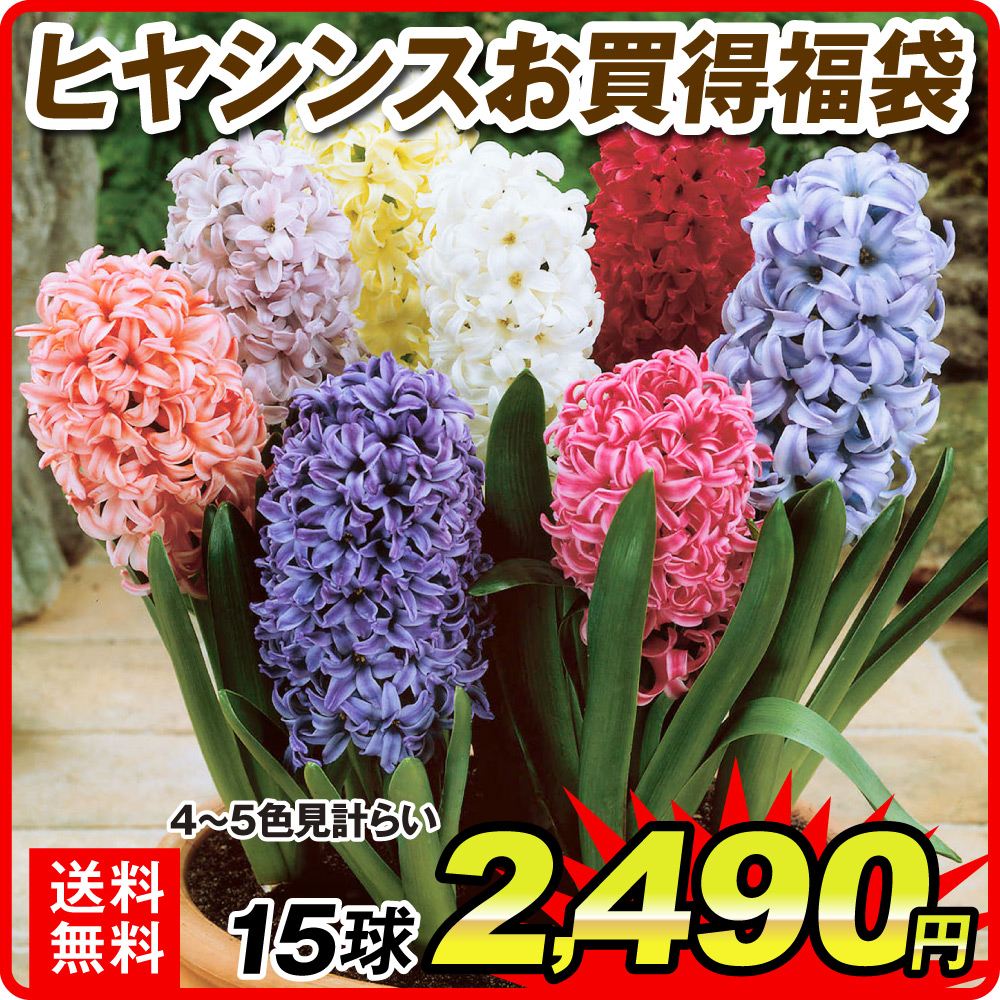 ヒヤシンス 球根 お買得福袋 15球 (4〜5色見計らい・見計らい