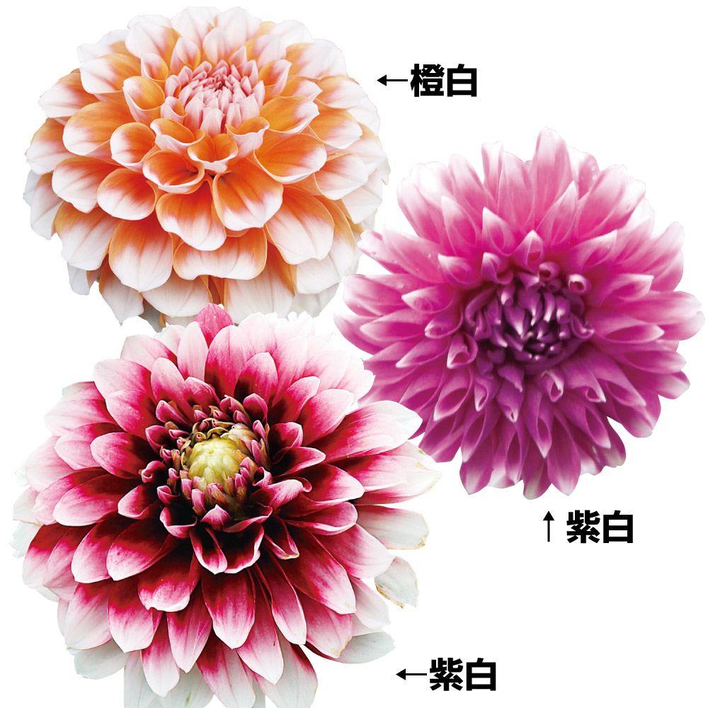 ダリア 球根 2色咲お買得セット 3種3球 ダリアの球根 ダリアの花 春