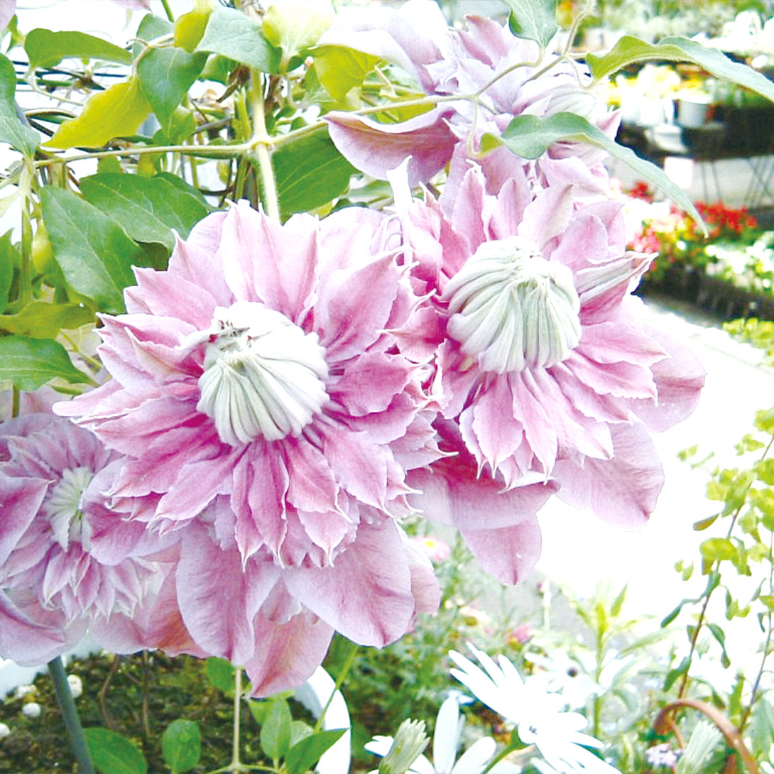 花苗 クレマチス ジョセフィーヌ 1株 : 花と緑 国華園 - 通販 - Yahoo