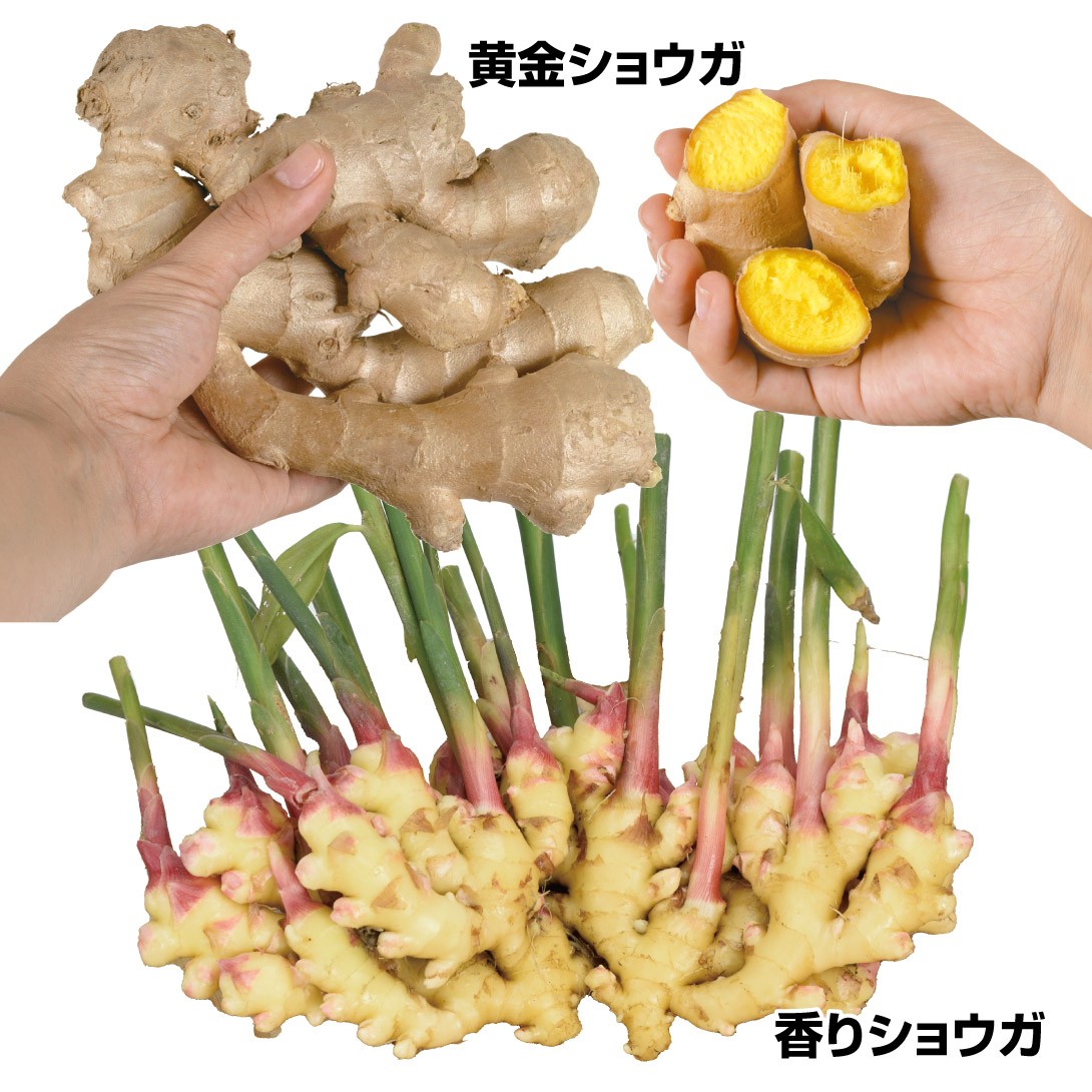 球根 セット」の人気商品一覧 | 安い商品を通販サイトから探す - 価格.com