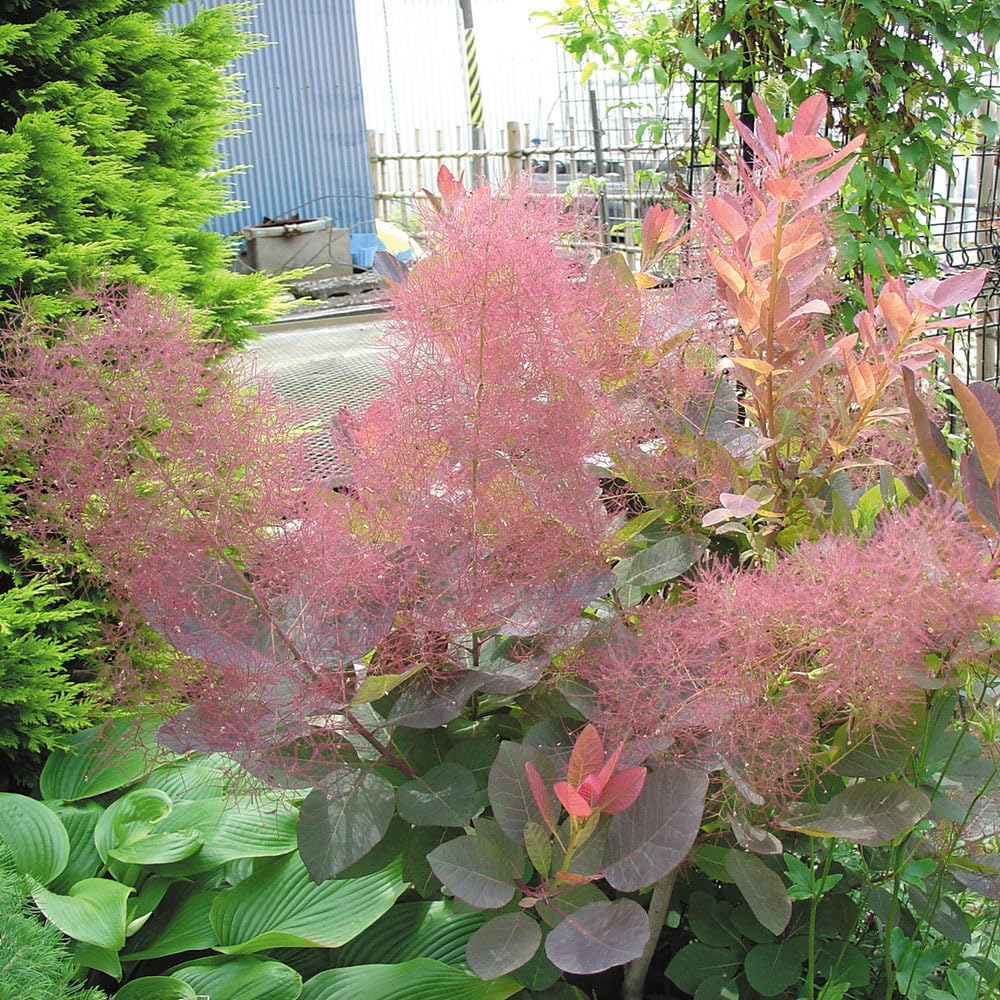スモークツリー 苗 グレース 1株 花木苗 国華園 : 花と緑 国華園