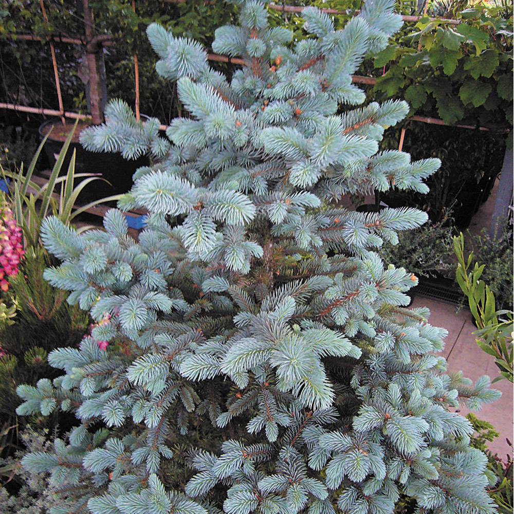 ホプシー」の人気商品一覧 | 安い商品を通販サイトから探す - 価格.com