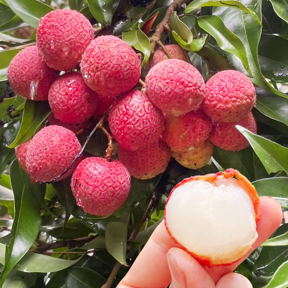 ライチ苗」の人気商品一覧 | 安い商品を通販サイトから探す - 価格.com