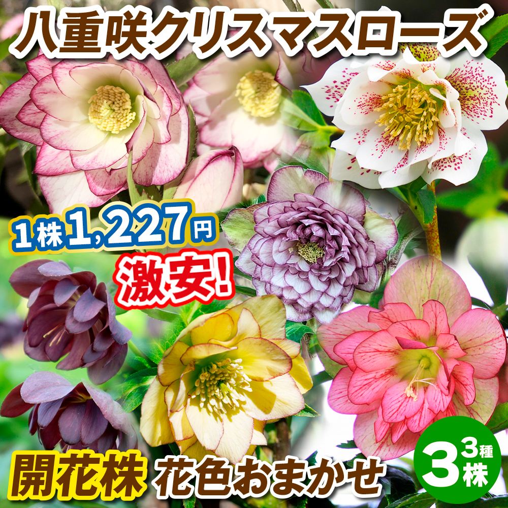 花苗 八重咲クリスマスローズ 開花株 花色おまかせ 3種3株 送料込み