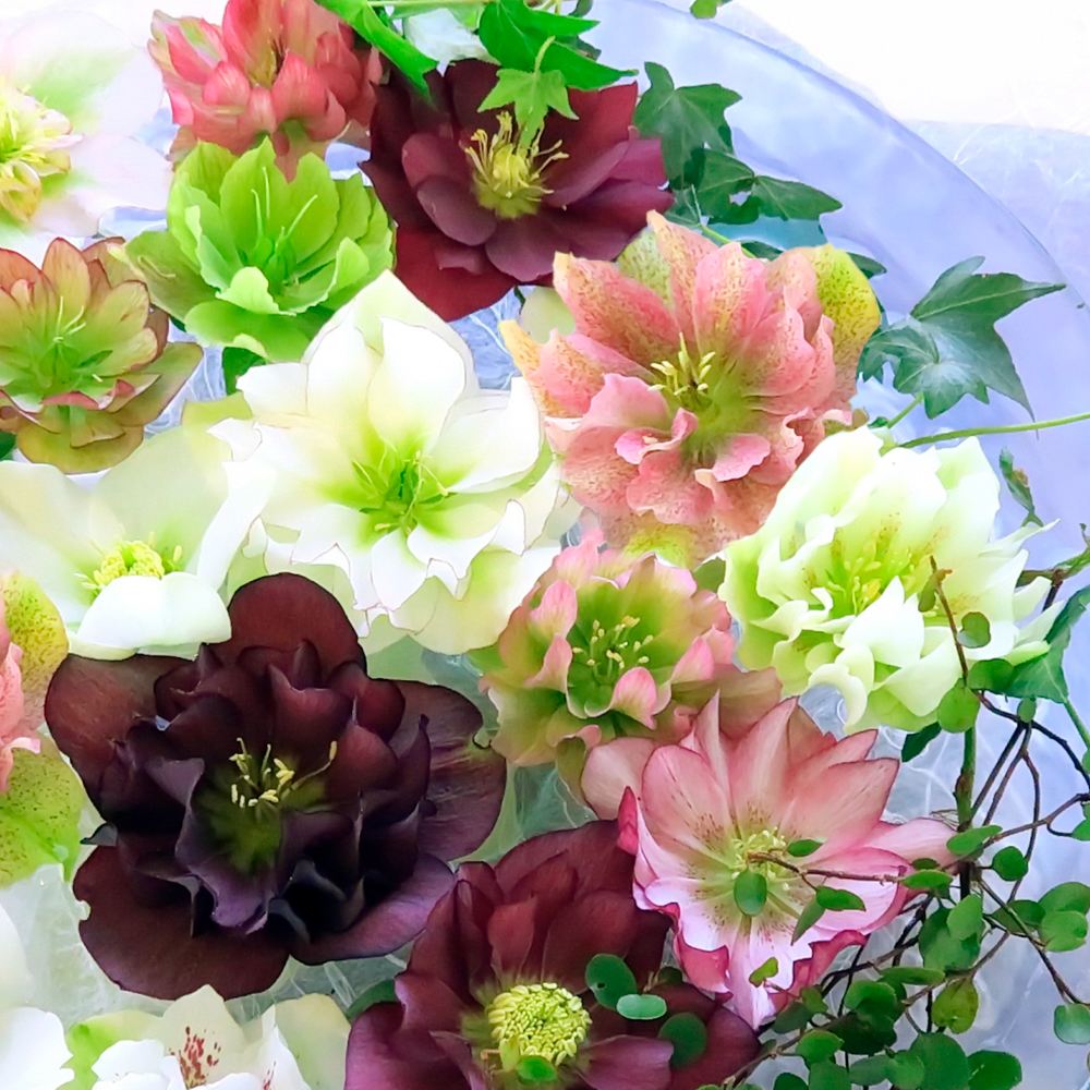 花苗 八重咲クリスマスローズ 開花株 花色おまかせ 3種3株 送料込み