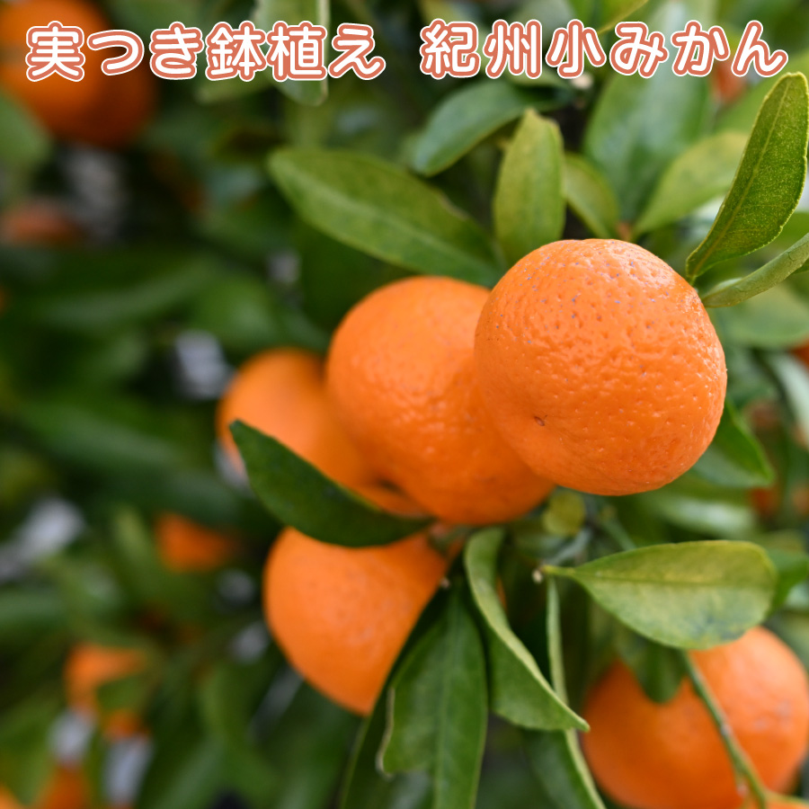 吉本花城園 実つき 紀州小みかん 6号鉢 手のひらサイズのかわいい 小