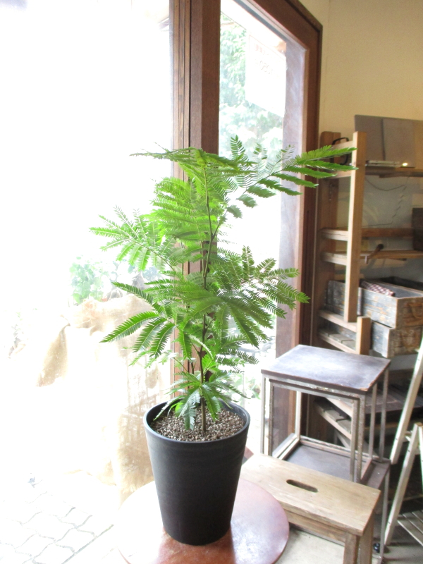 ネムの木 エバーフレッシュ 曲がり 鉢皿付き 楽天市場