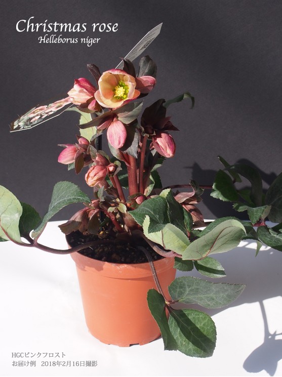 冬咲きクリスマスローズ HGCピンクフロスト 13.5cmポット1苗（2年生苗