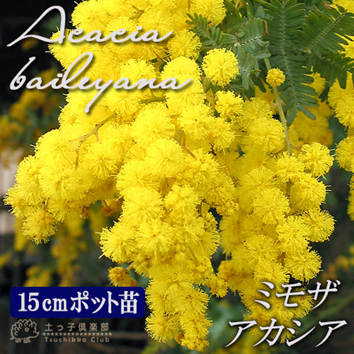 ミモザアカシア 5号（15cm）ポット苗木 （ 銀葉アカシア ） ミモザ 苗