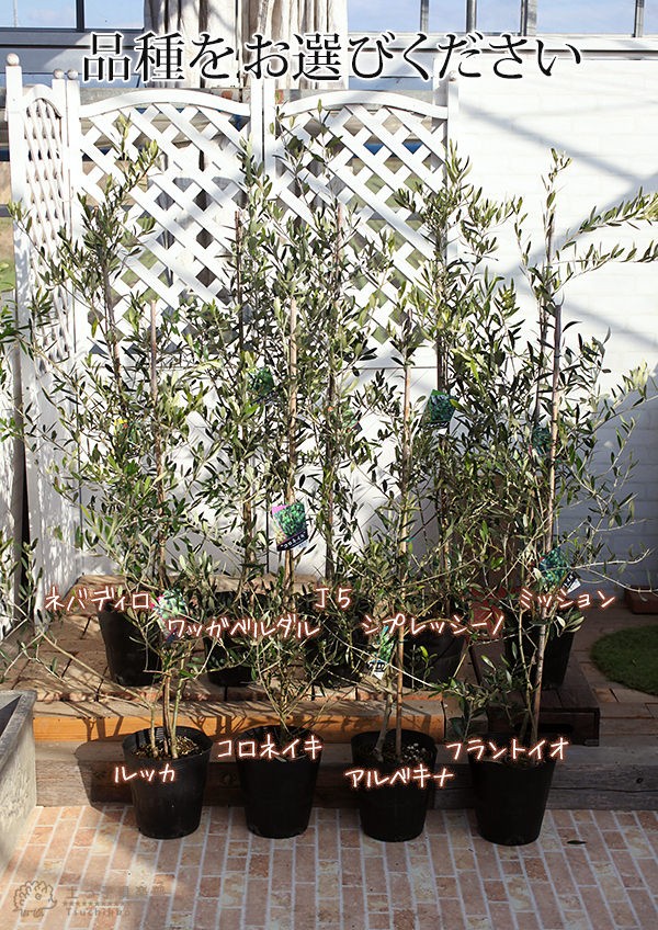 オリーブ 株立ち大苗 （全9品種） 4年生 7号ポット苗 【 選べる品種