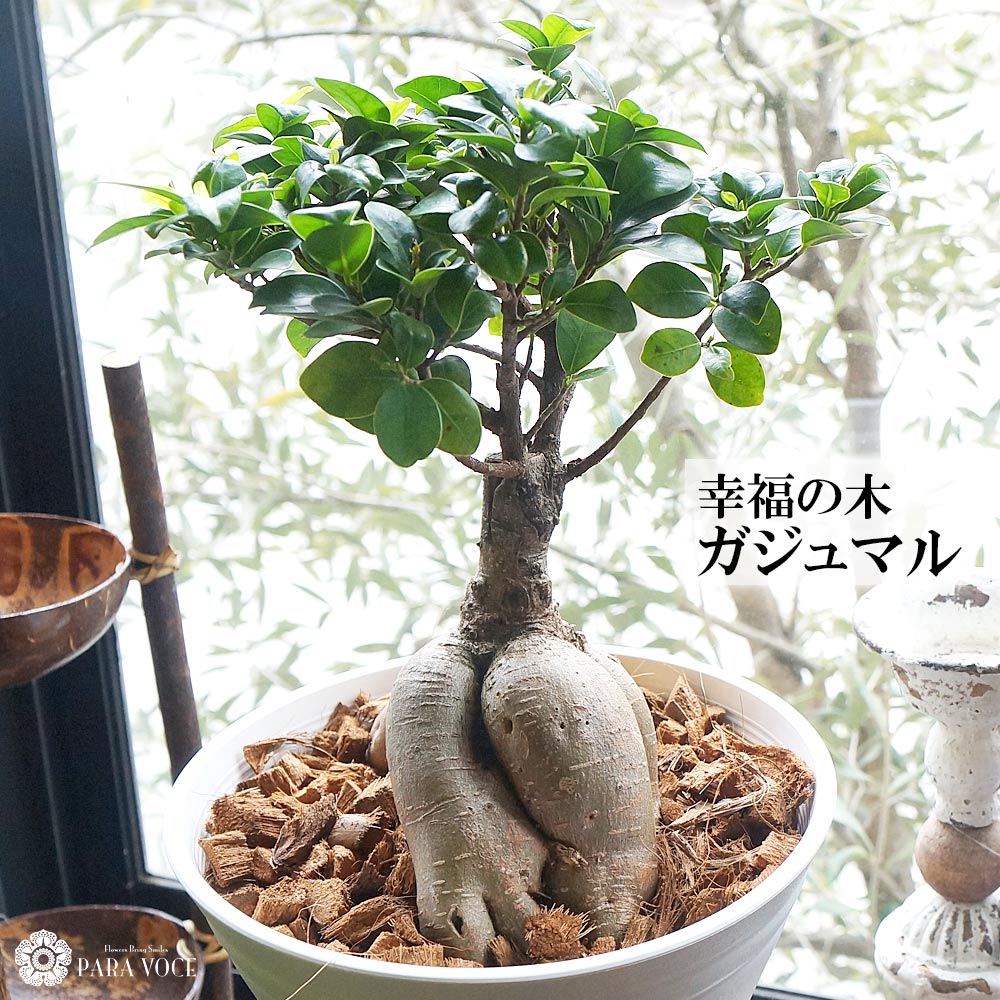 ガジュマル ギフト 幸福の木 多幸の樹 プレゼント 観葉植物 花 人気