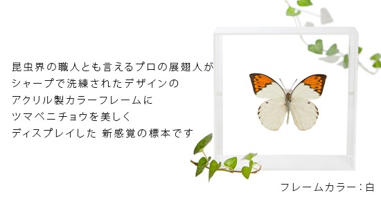 昆虫標本 蝶の標本 ツマベニチョウ アクリルフレーム 白 : ソプラノ