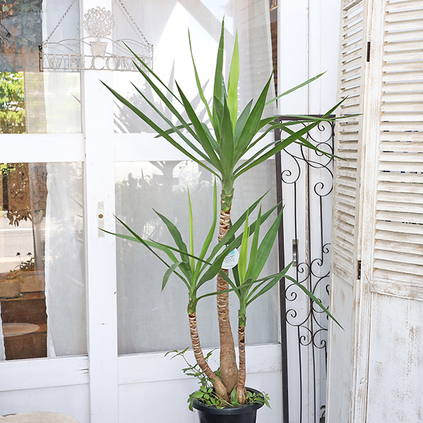 値引きセール 送料無料 観葉植物 ユッカエレファンティペス 8号 高さ