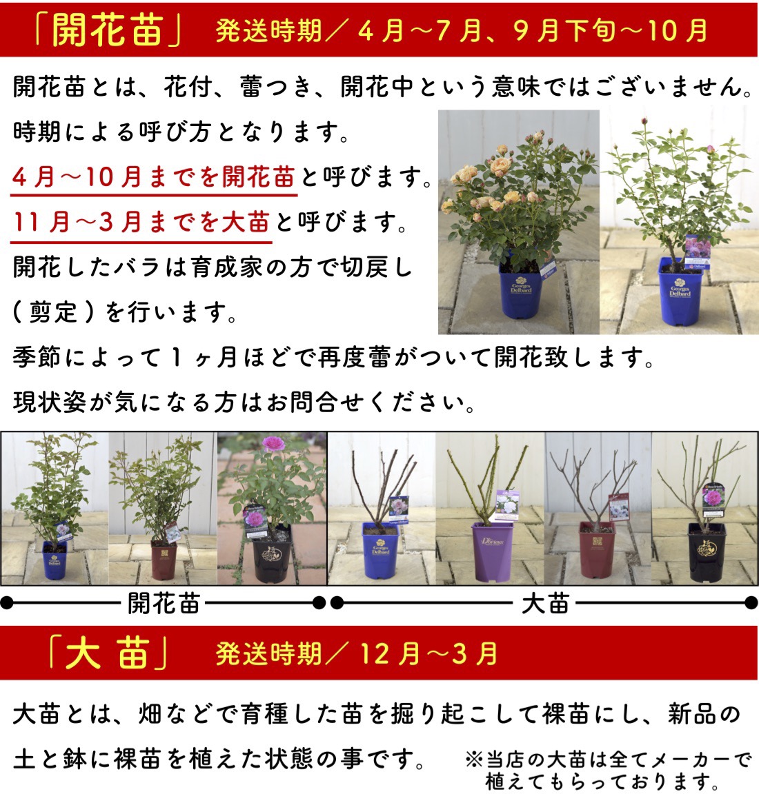 送料無料 ルクソール6号鉢大苗予約 鉢植え バラ 薔薇 ロサ オリエン